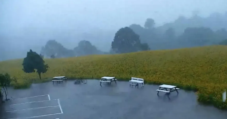 海葵颱風/「花蓮小瑞士」赤科山金針花海受強風狠襲 　力抗強風驟雨畫面曝