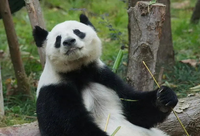 大貓熊花花母親「成功」過世！20歲高齡產雙胞胎　繁育9幼崽網炸鍋