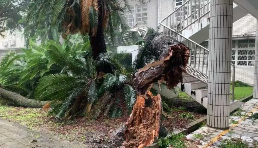 海葵颱風/玉里高中20年老樹不支倒塌　所幸停班停課無人受傷