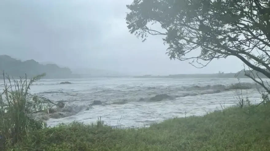 海葵颱風/花蓮溪水暴漲沖破土堤10米洞　240隻牛差點流走嚇壞主人