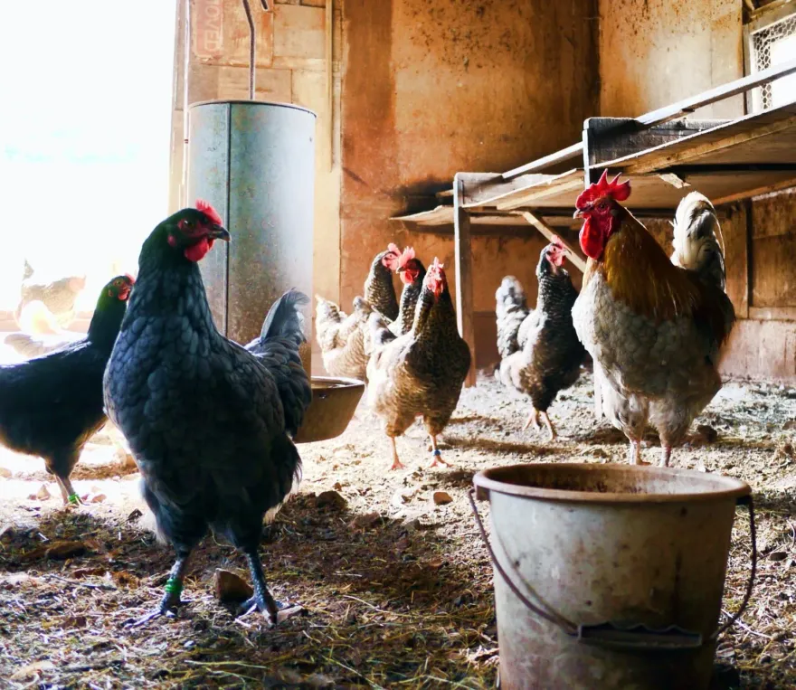 差很大！巴西蛋5月爆禽流感日本6月禁輸入　台灣8月仍進口巴西帶殼蛋