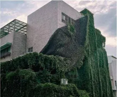 台南透天厝遭「爬牆虎」寄生…海葵過境禿一片　屋主吐心聲