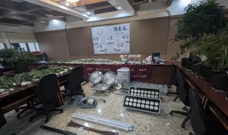 影/父拉18歲兒租透天厝種大麻遭逮　植株、成品初估價值1.5億