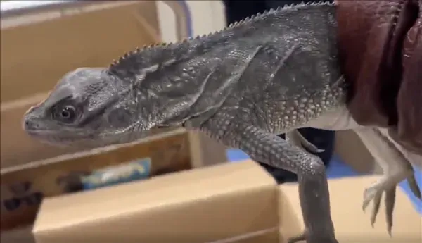 離譜！女子過海關神態異常「胸前一大包」　攔下檢查竟藏16隻活蜥蜴