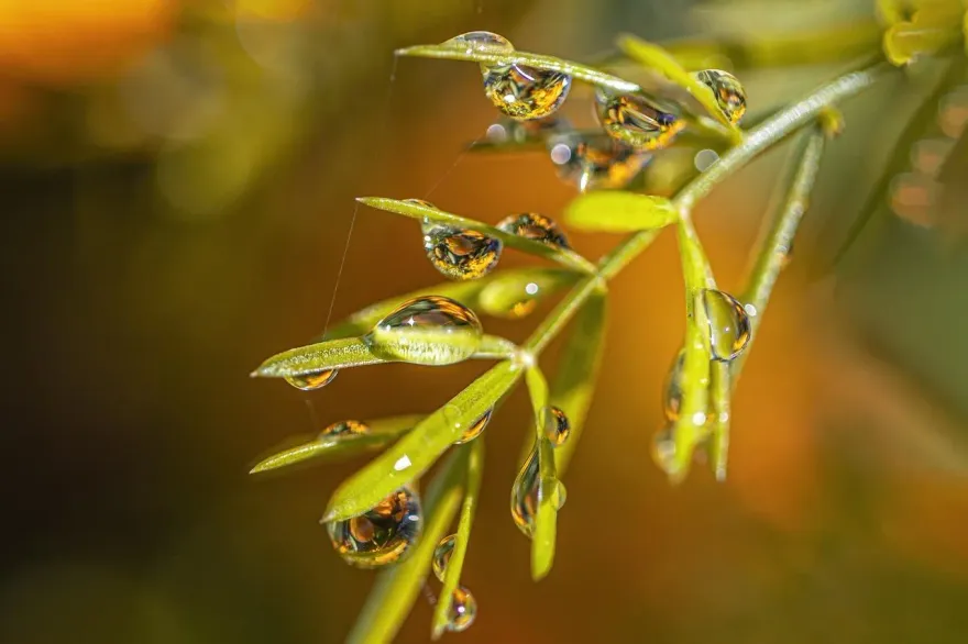 今迎白露！財神賜福「7生肖」運勢旺　專家警告：屬龍小心被詐財