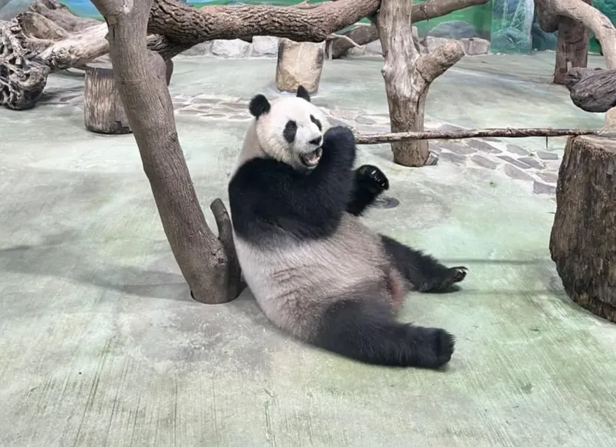 吃完飯乖乖剔牙！大貓熊圓仔超萌畫面曝　網笑：牙籤超大根