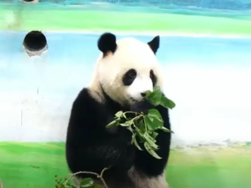 影/颱風吹落茄苳果…保育員給貓熊圓寶試吃　竟一臉嫌棄跑掉