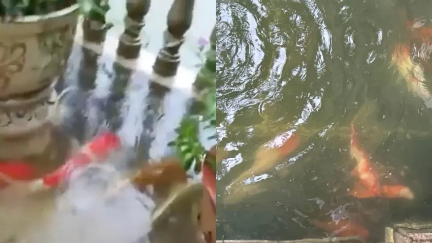 影/1條8.8萬！廣州賓館錦鯉趁暴雨集體越獄　政府：市民「抓到魚保管好」