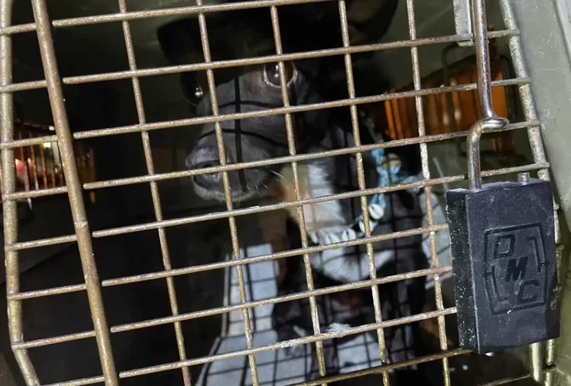 航空公司員工弄丟乘客寶貝愛犬　失蹤三周後終於尋獲