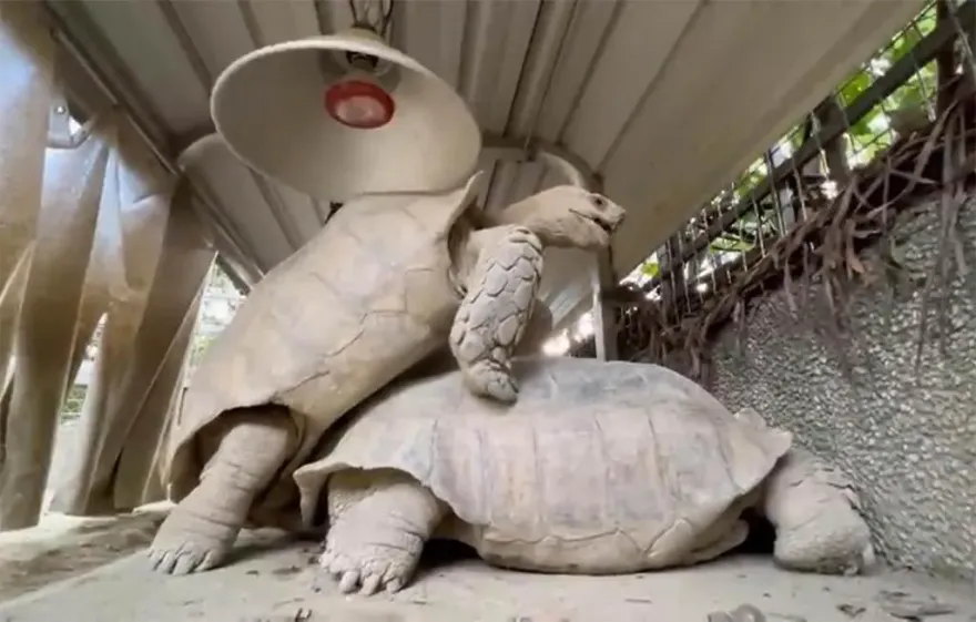 影/「龜剛欸」活春宮直擊！壽山動物園蘇卡達叫聲太害羞、撞到燈罩都變形
