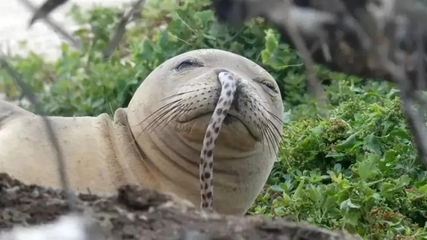 夏威夷僧海豹掛75公分「鰻魚鼻涕」！自覺很潮像屁孩　大家狂跟風