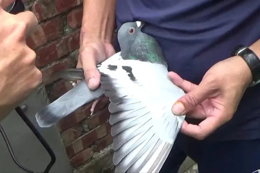 台南人頭鴿舍詐賭金！責付保管賽鴿全弄丟　主嫌16人遭送辦