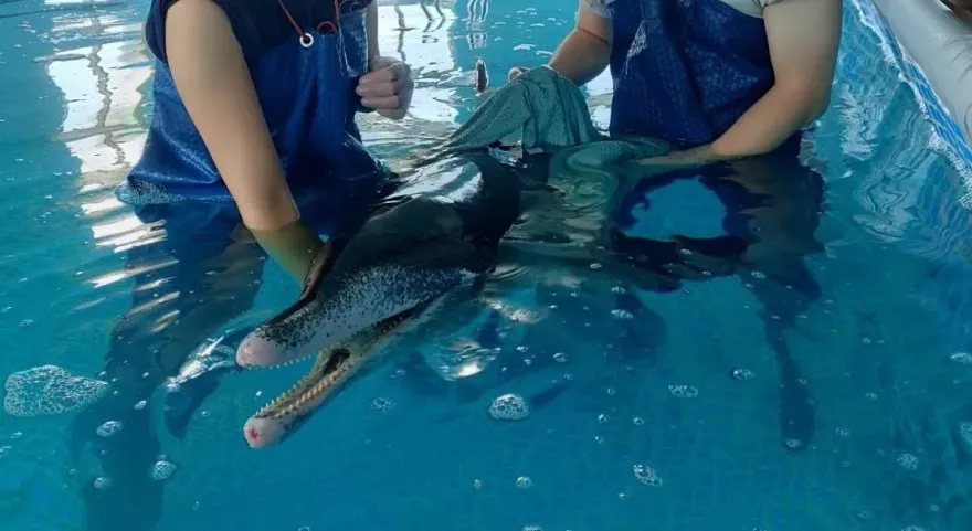 八里擱淺糙齒海豚才辦取名！今早傳死訊　胃纏釣魚線仍敗血症不治