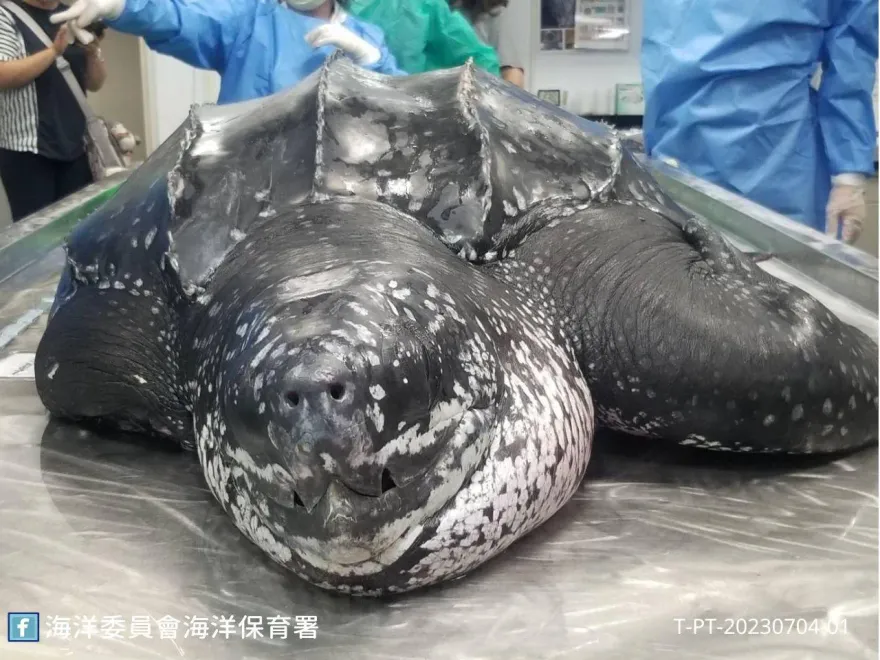 影/恆春擱淺革龜死因曝光！腸道取出425cm魚線　證實活活遭到餓死