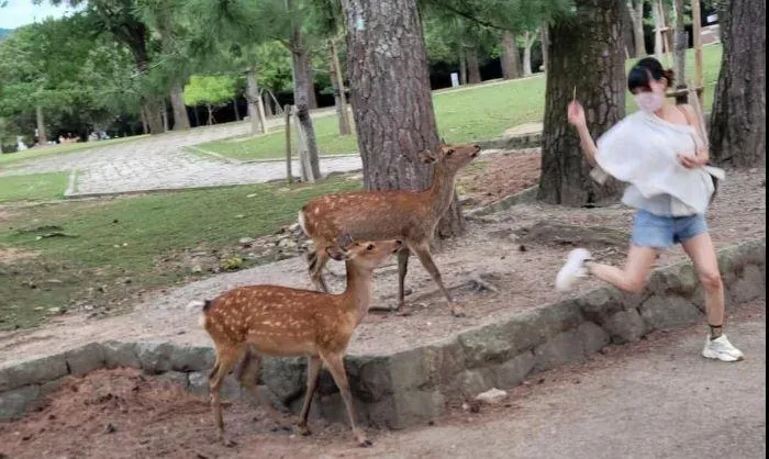 被奈良鹿扯斷肩帶！台灣辣媽驚叫「OO掉出來了」　父子真實反應笑翻3.5萬人
