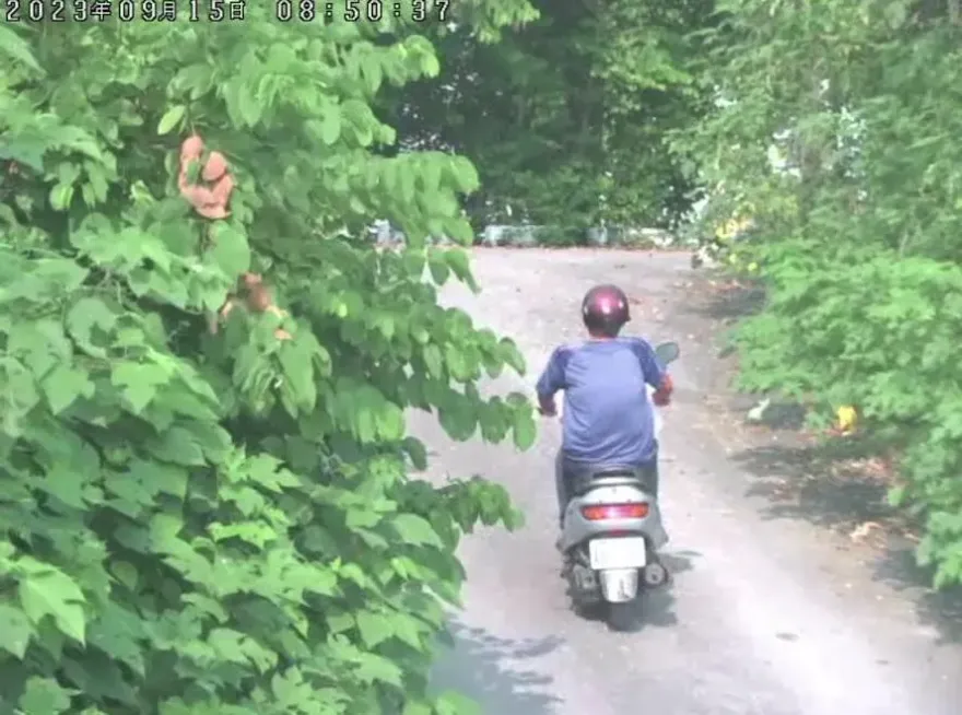 影/最新影像曝！冷血殺鄰居夫妻騎車逃　丟棄兇器3度變裝仍落網