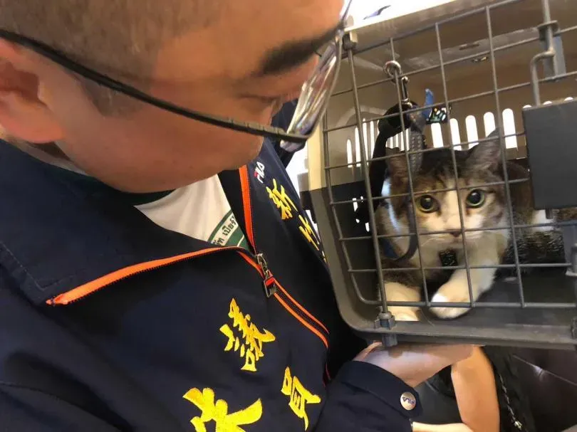 惡毒鴛鴦虐死貓咪至少10隻！　無主項圈塞滿泡菜罐