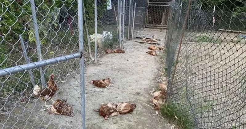 苗栗土雞蛋場遭8隻遊蕩犬入...160隻雞慘死　場主心痛：慘不忍睹