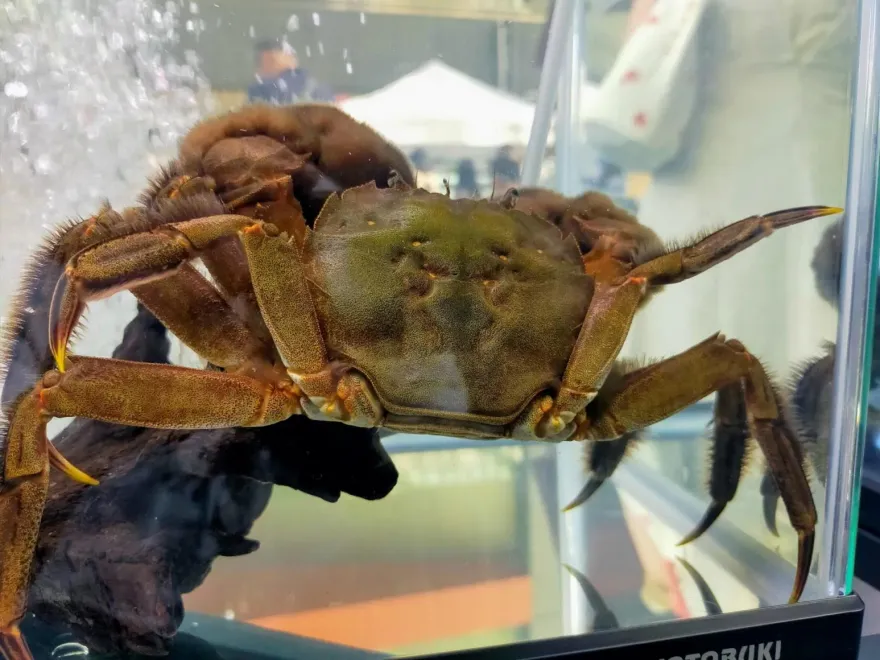 秋蟹產季來了！中醫師揭：不建議配啤酒　且脾胃虛寒、消化不良者建議少吃