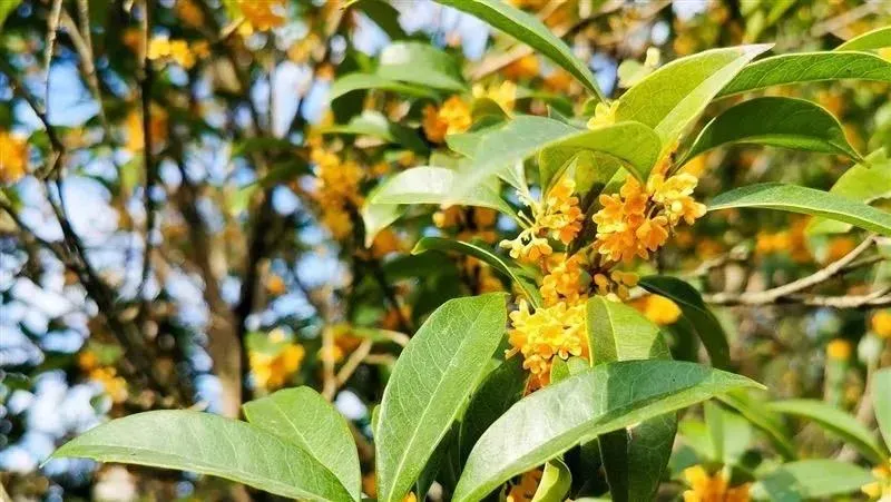 中秋開運大法！命理師曝大考考生吃「1食物」 明年金榜題名