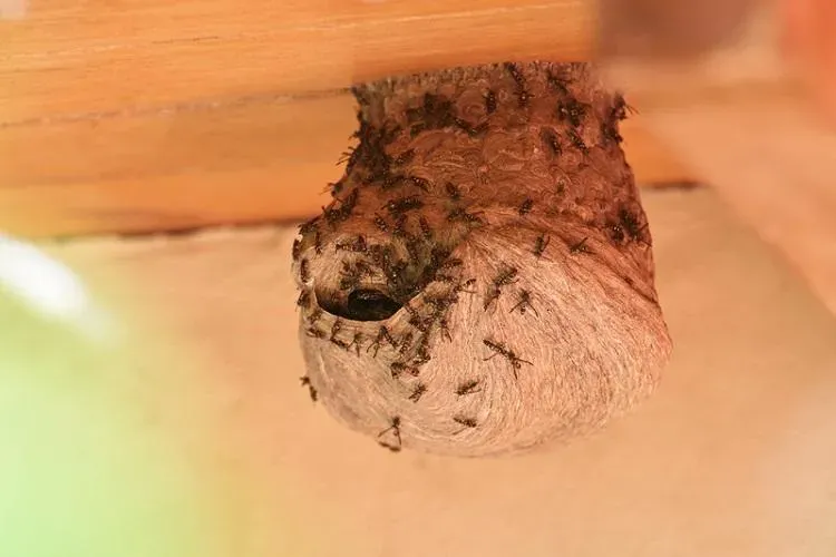 遇虎頭蜂攻擊怎辦？ 專家授「緊急應對方式」：人多快朝反向分散逃