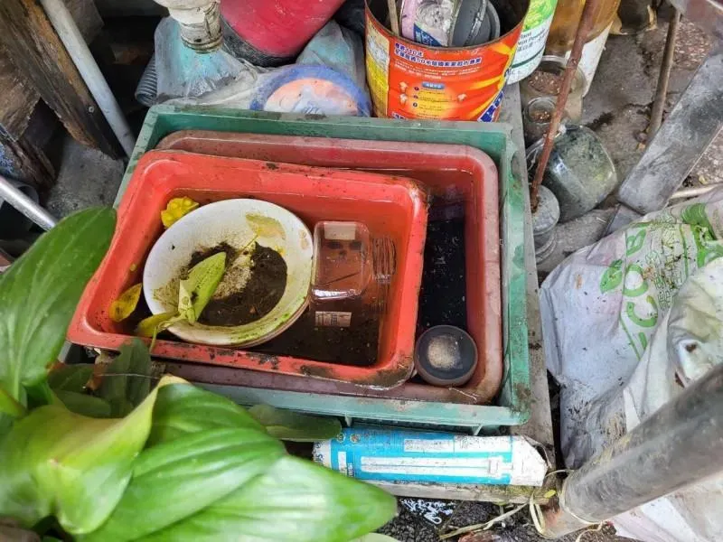 台南本土登革熱累積數飆破8686例！專家曝：南部成登革熱熱區主因