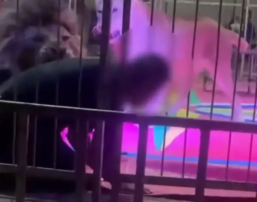 影/馬戲團員工拿長棍捅籠內獅子　慘遭暴怒公獅「狂追撕咬」觀眾驚慌逃散