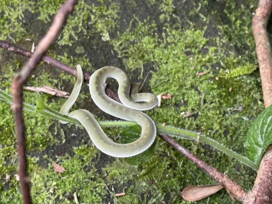 稀有美蛇再+1！嘉義梅山遇「莫蘭迪色」赤尾青竹絲　網驚嘆：以為是幅畫