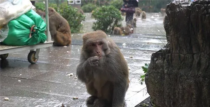 餓猴「扯下男嬰蛋蛋」一口吞…媽崩潰到滴水未進　園方每年賠上百萬