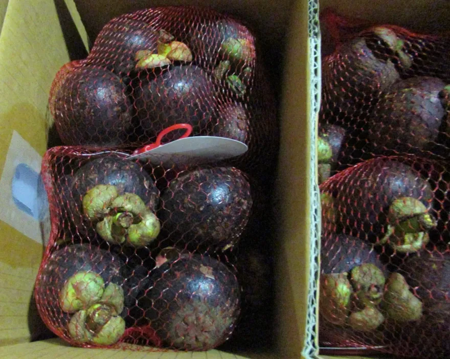 快訊/邊境檢驗共15項不合格！泰國山竹驗出農藥賽滅寧殘留　1704公斤全退運銷毀