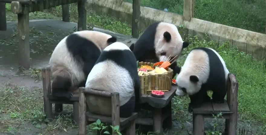 影/貓熊也過節！重慶四萌寶上桌「涮火鍋」　幸福洋溢模樣感染遊客