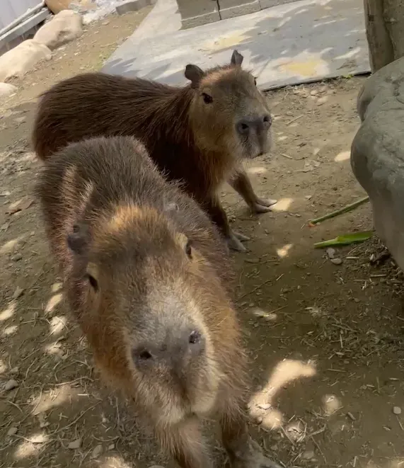 影/南投水豚君夫婦蹺家！母尋獲、公消遙在外　飼主發出協尋令