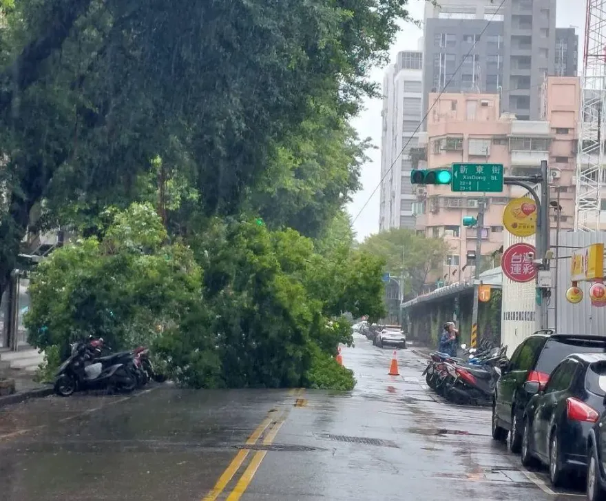 小犬颱風/強風釀北市災情！松山驚見路樹攔腰折斷　警急協助移除