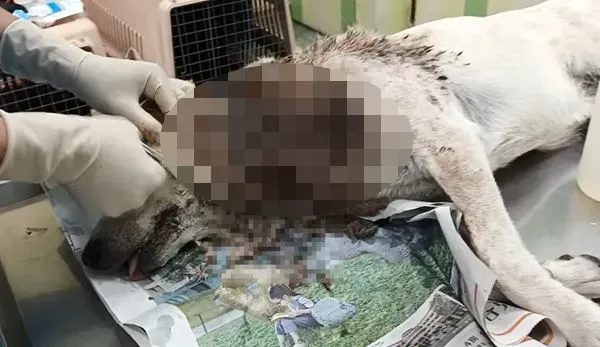 歹毒飼主惡意解繩放比特犬遊蕩　浪浪遭咬死傷口爬滿蛆不治身亡