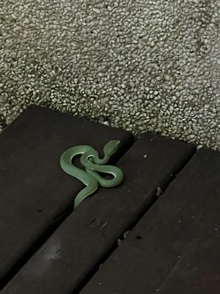 墾丁5星級vila「房間竄青蛇」！全家人險嚇壞　網驚：咬到會掰掰