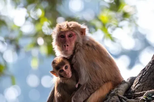 印度驚現百具「集體腐爛」猴子屍體！警方懷疑有人下毒...