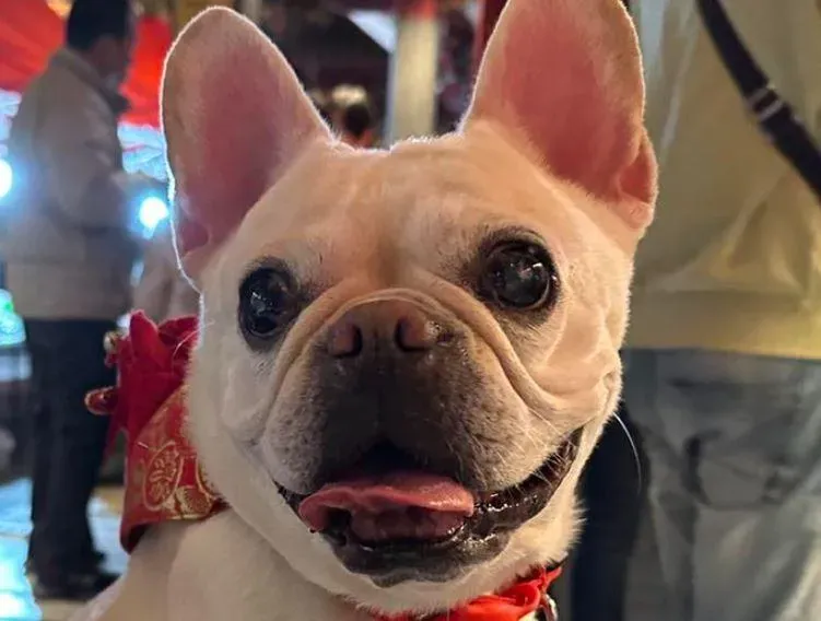 白爛貓夥伴法鬥「麻糬」去當小天使了　爸慟：謝謝你來我身邊陪10年