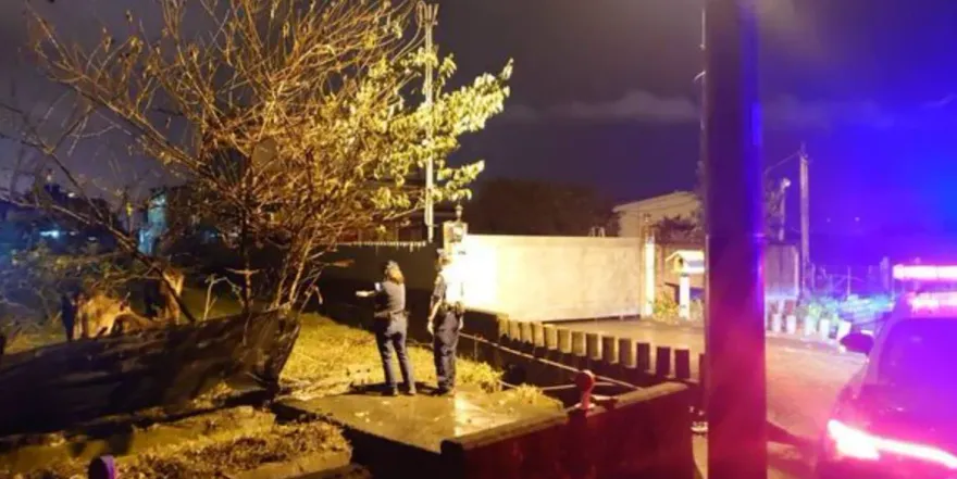 埔里黃牛夜間「逃家」占據半個車道！警及時趕牛進水田