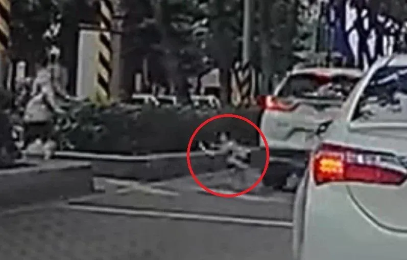 影/太恐怖了！林口4歲童飛奔過馬路　斑馬線遭撞飛驚悚瞬間曝