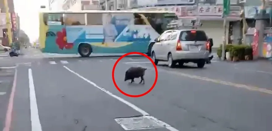 影/屏東黑豬「阿財」逛大街！跑給警察追　還知道要走斑馬線