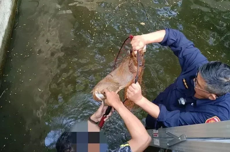 山羌跌入5米深蓄水池受困！屏東警民合力下水救援