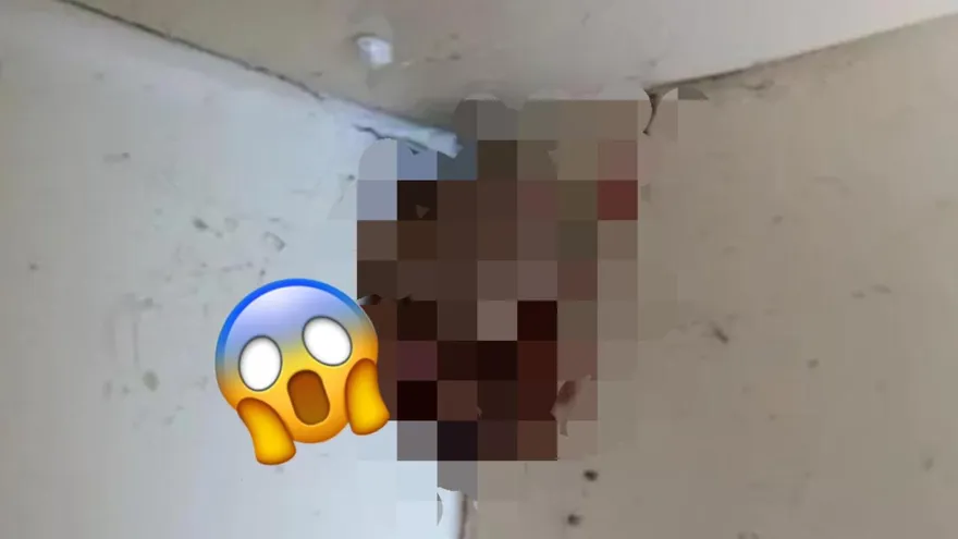 他抬頭驚見天花板現足球大「抱蛋蜘蛛」！　網驚：這個家我不要了炸掉吧