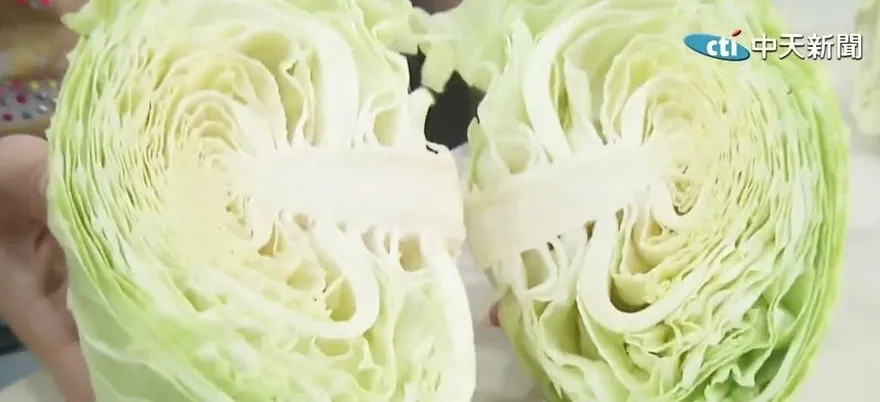 超級綠手指！高麗菜心切半「158天長回完整體」　感人過程曝