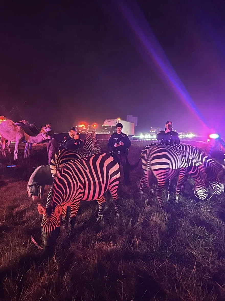 真實版馬達加斯加！馬戲團卡車起火　駱駝、斑馬逃脫公路上亂竄