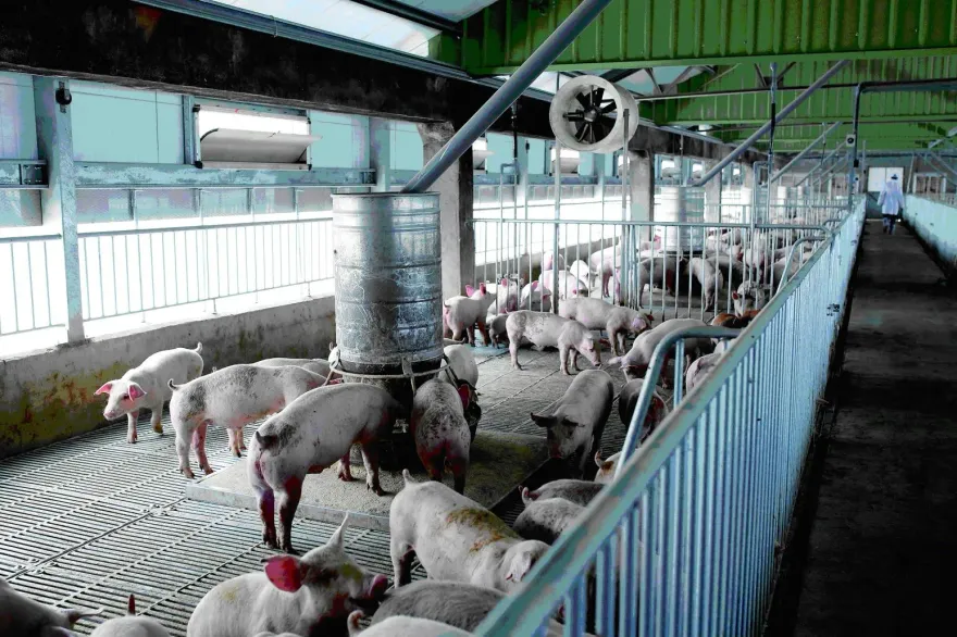 台糖瘦肉精仍查嘸！林佳新「很確定有人偷用」籲農業部查1處