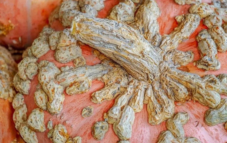 震碎三觀！高中妹稱「沒性行為」卻長菜花　醫驚：給我重上健康教育課