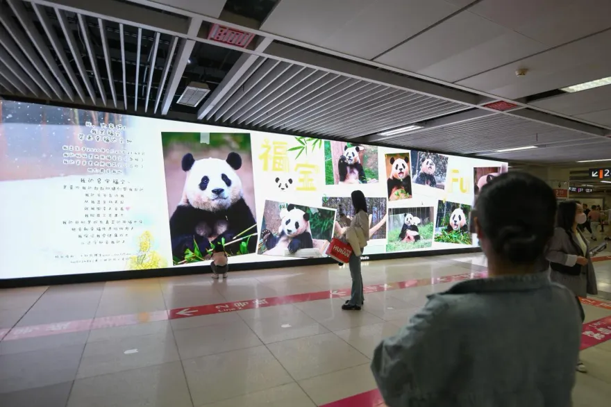 旅韓貓熊「福寶」返陸人氣不減　南韓前飼養員透露：將拍成電影