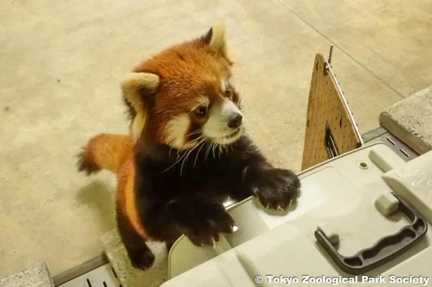 台北動物園小貓熊「可頌」到日本了！聰明沉穩不挑食　列入最佳相親名單