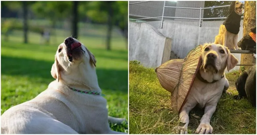 新北5歲搜救犬「木蘭」癌逝　領犬員淚崩：何其有幸與你相遇