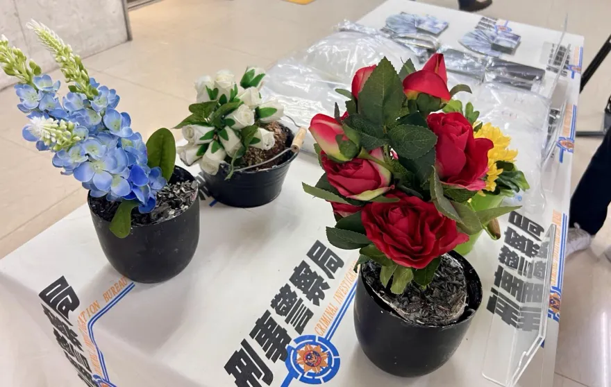 影/首例！假花盆栽夾帶毒品荷蘭空運入境　警查扣千萬K毒逮6嫌